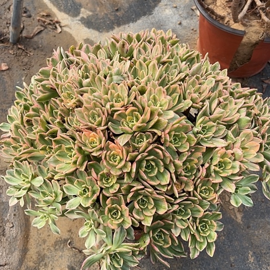 多肉植物甜茶法师11