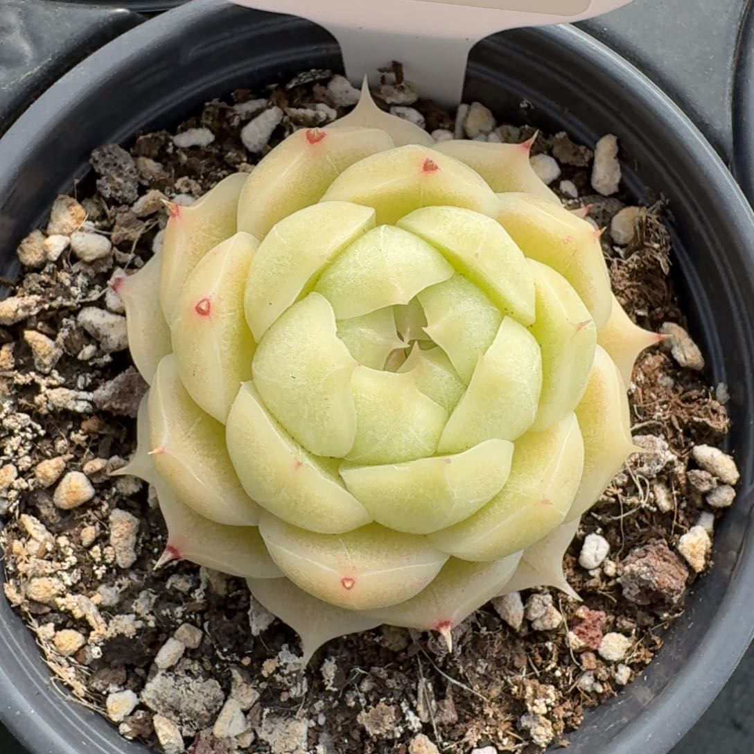 红陶0208-66-包子麦秆