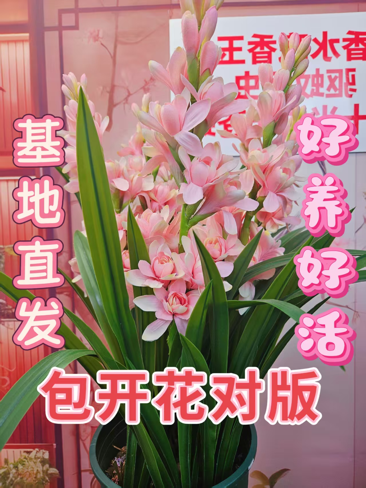 重瓣粉色晚香玉香水制造机驱蚊虫神器室内室外多年生种球盆栽地栽