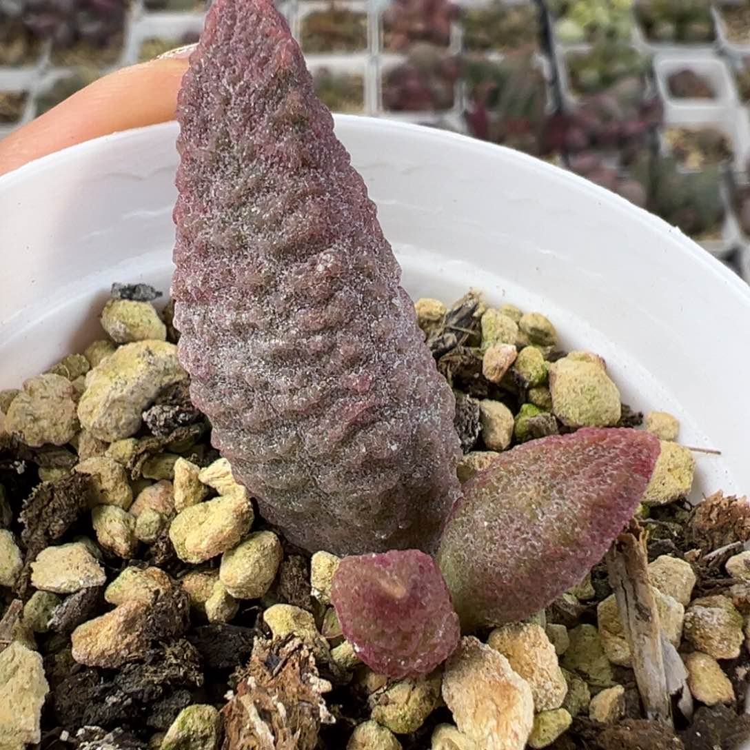 粉玫瑰多肉植物水泡