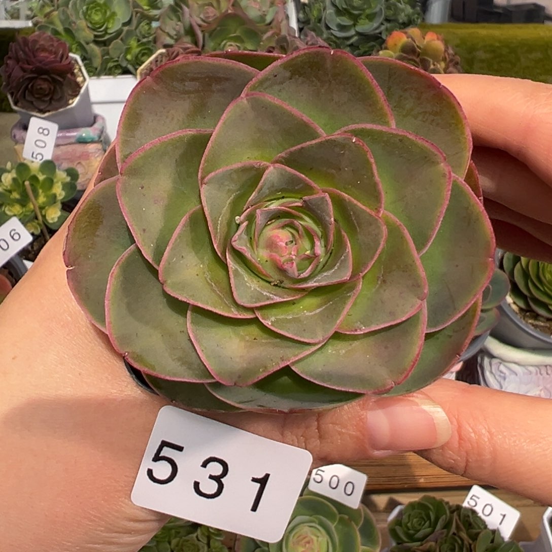 敏531若桃优选5厘米