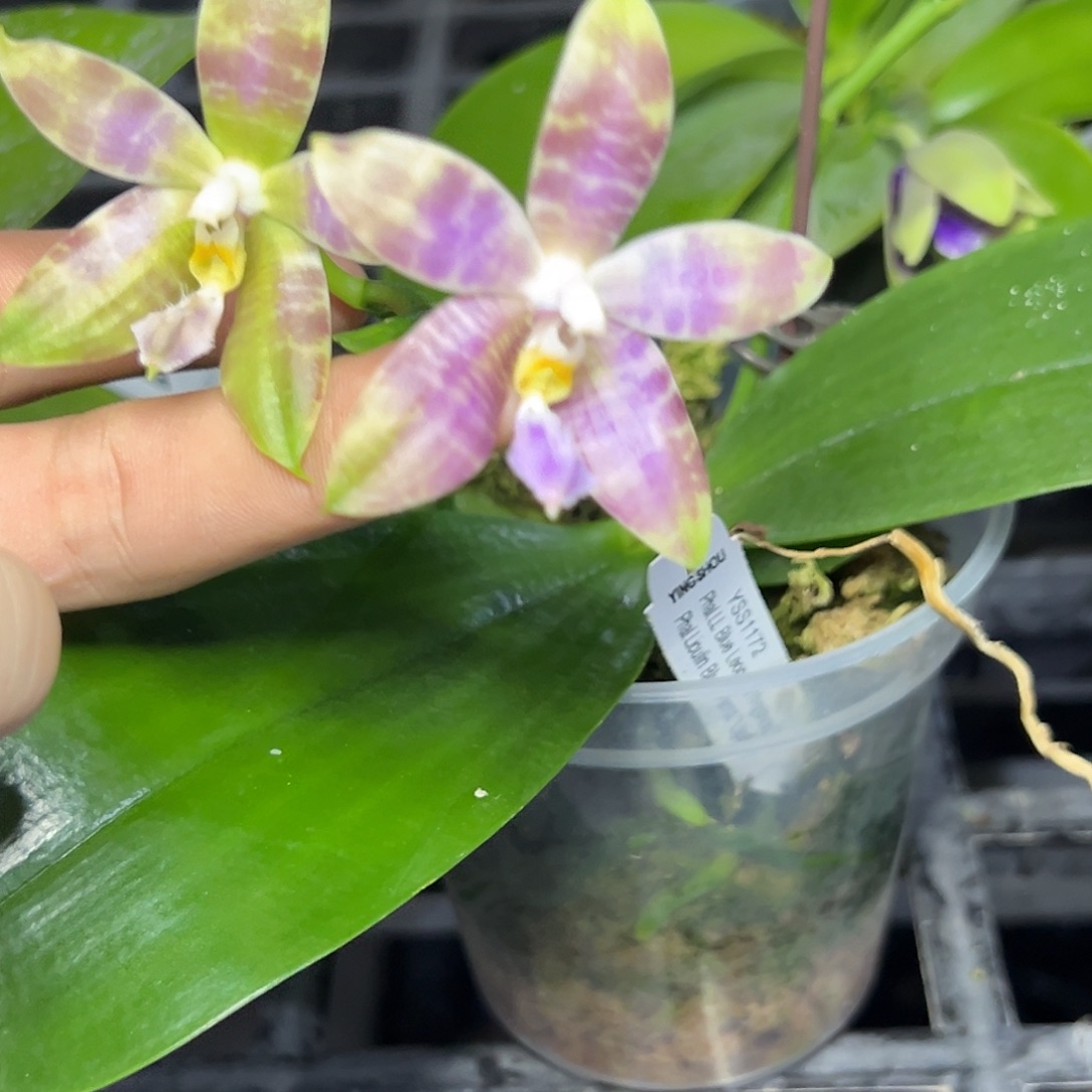 年****完全开放l609三寸ys1172