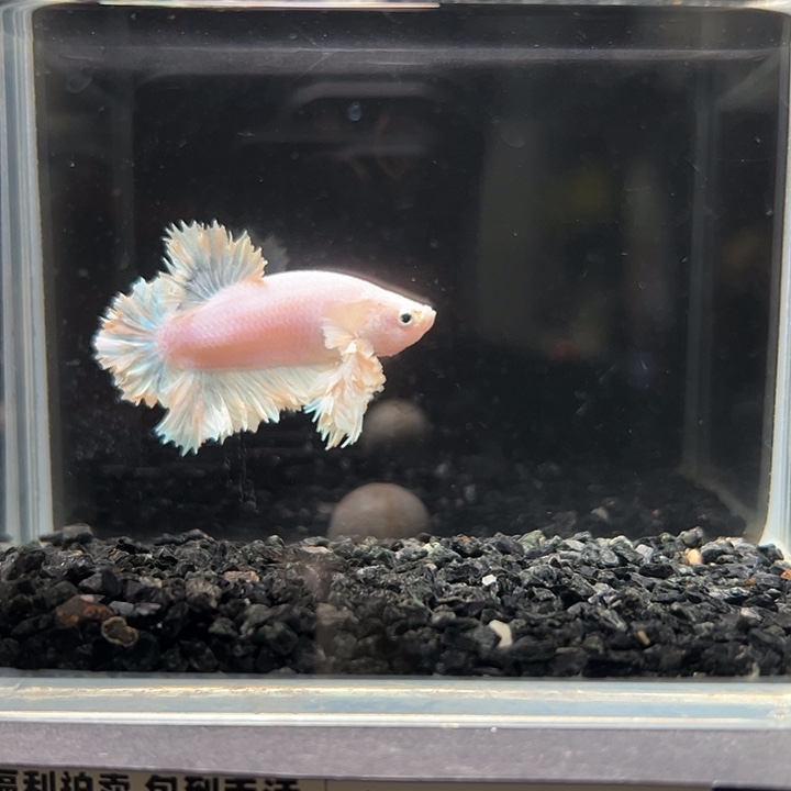 斗鱼跑单拉黑30日4