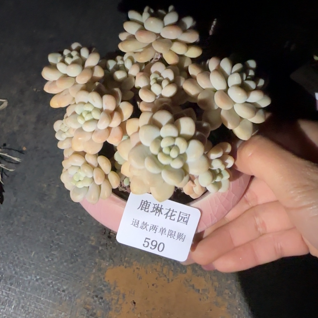 闪购精品多肉590号带瓶