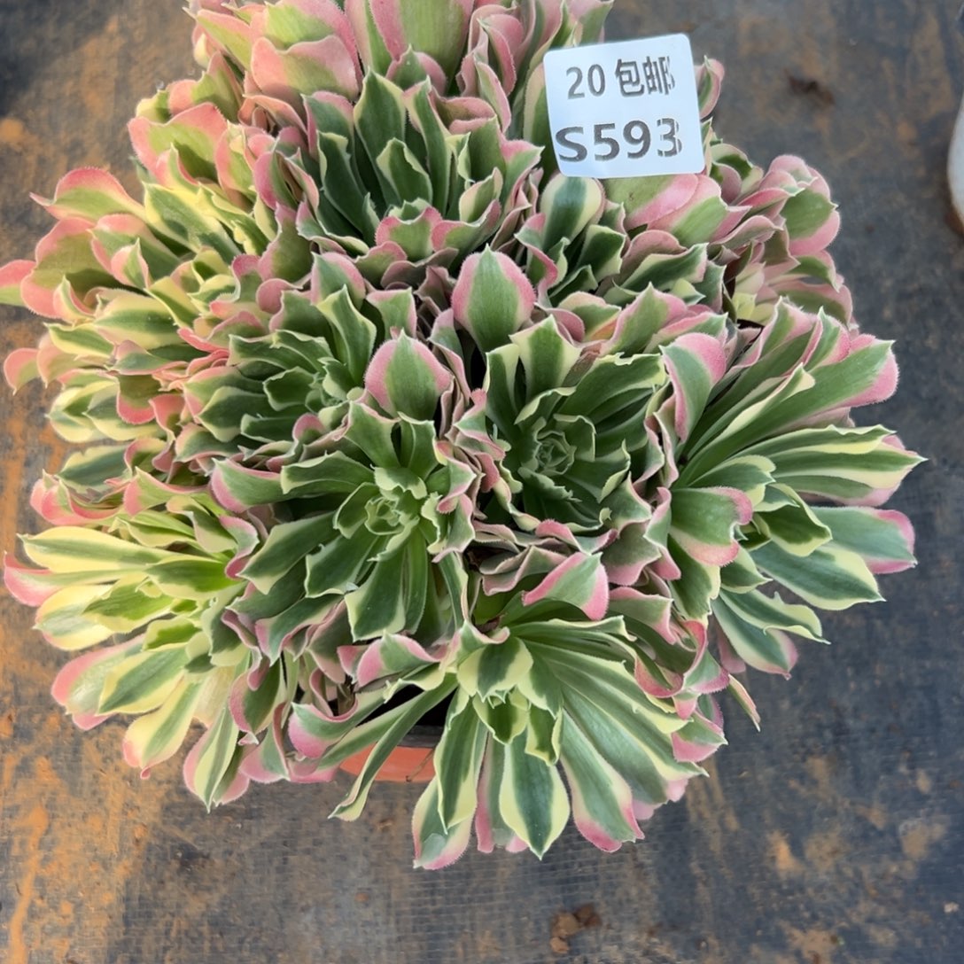 593白凤，满，满20包邮