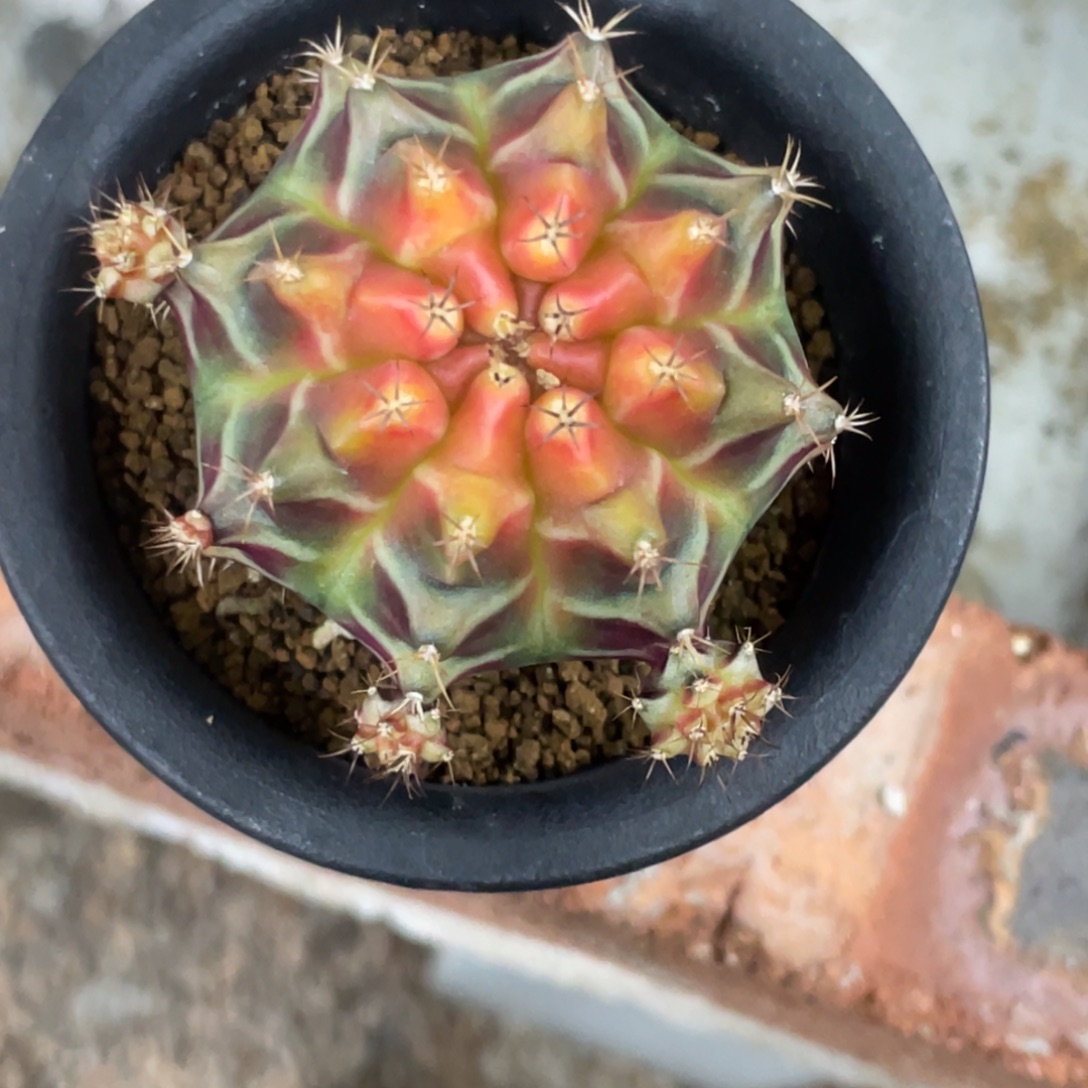 当前无花朵，栽培后可花朵粉红派