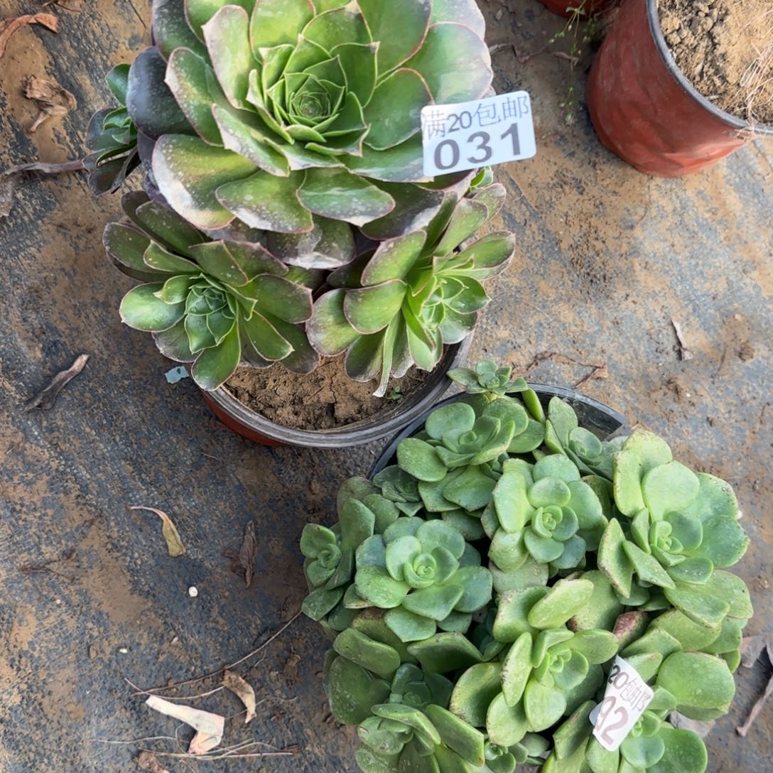 多肉092+031满20包邮断枝不包