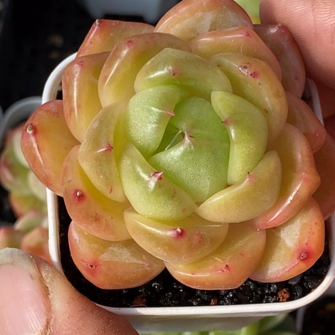 天官赐福百无禁忌