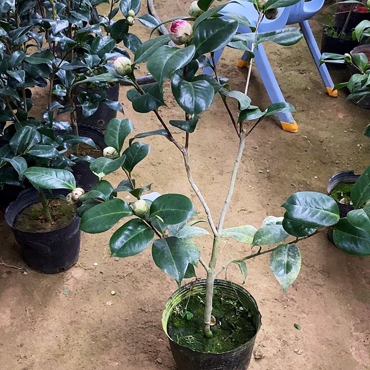 复色火瀑布。      915。 