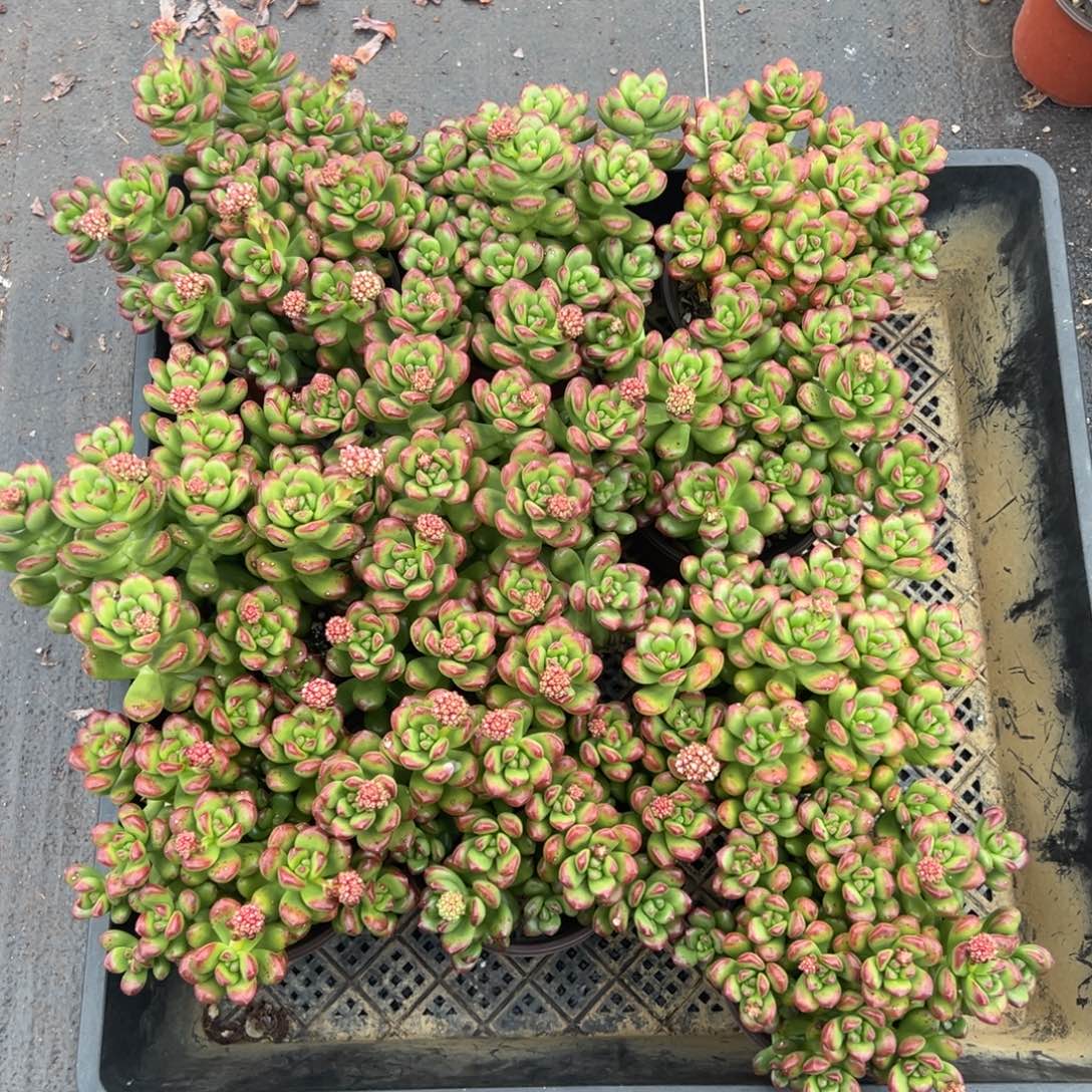 丸叶松之绿，图中任意一颗，尺寸12+