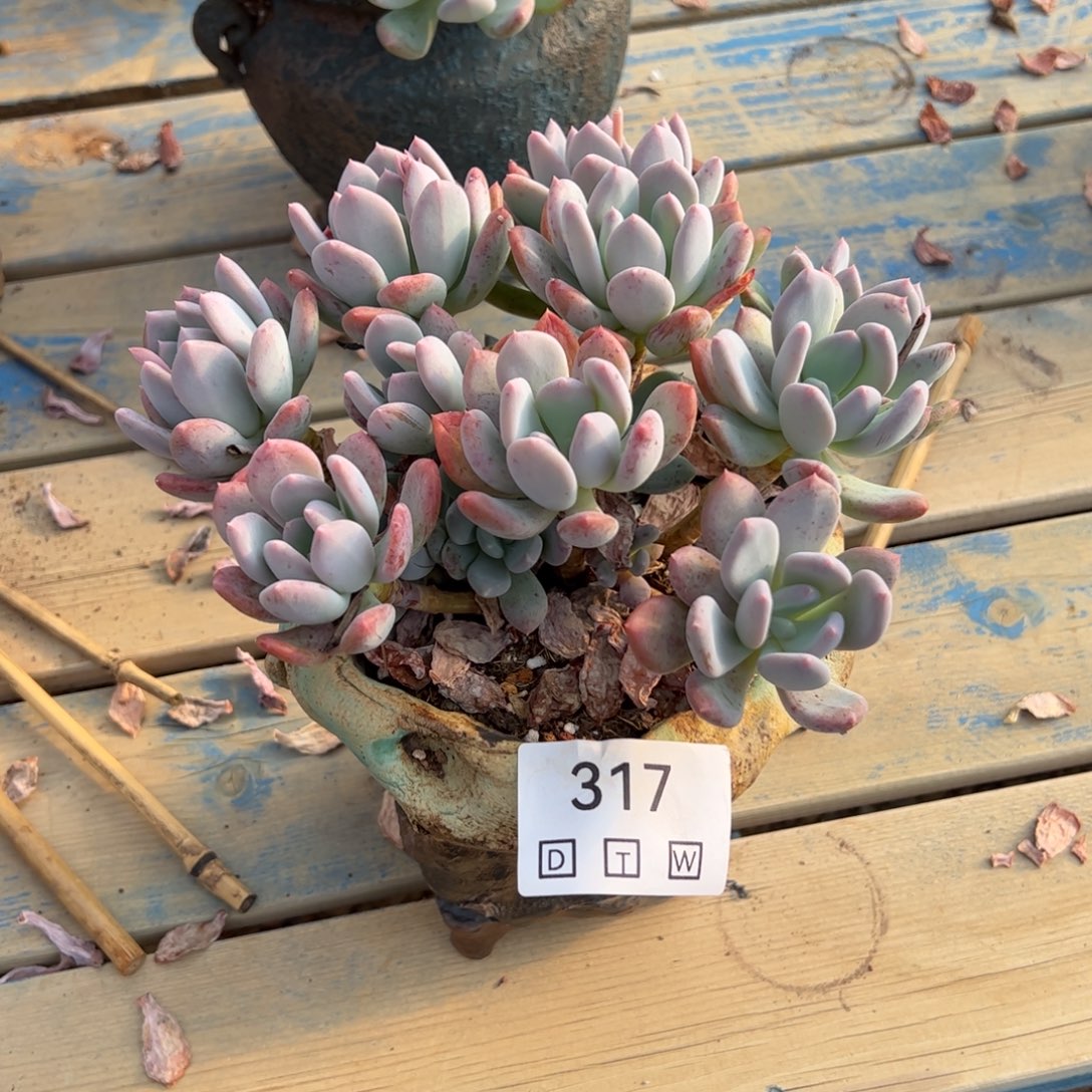 317多肉植物纤维维生素