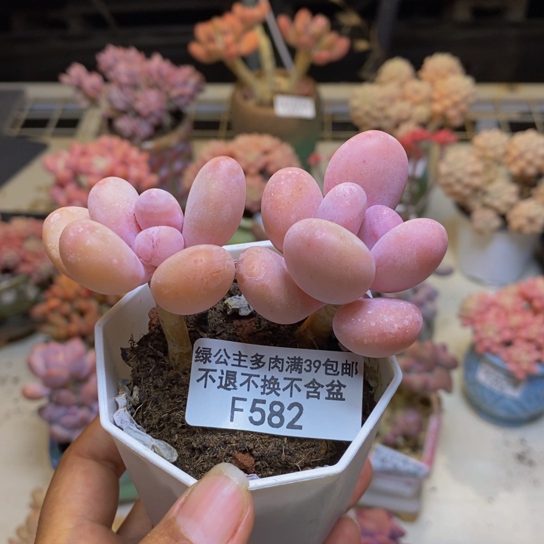 582黄金蛋黄奶多肉6cm