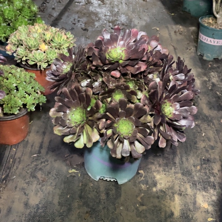 68红铜壶多肉多肉植物多肉