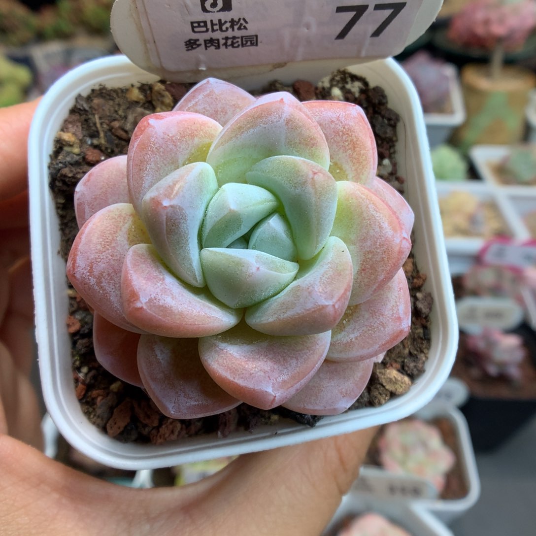 77琥珀冰玉多肉植物