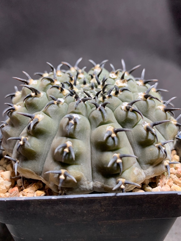 短豪刺黑刺凤头 龟甲仙人球多肉植物一物一拍包邮非偏远