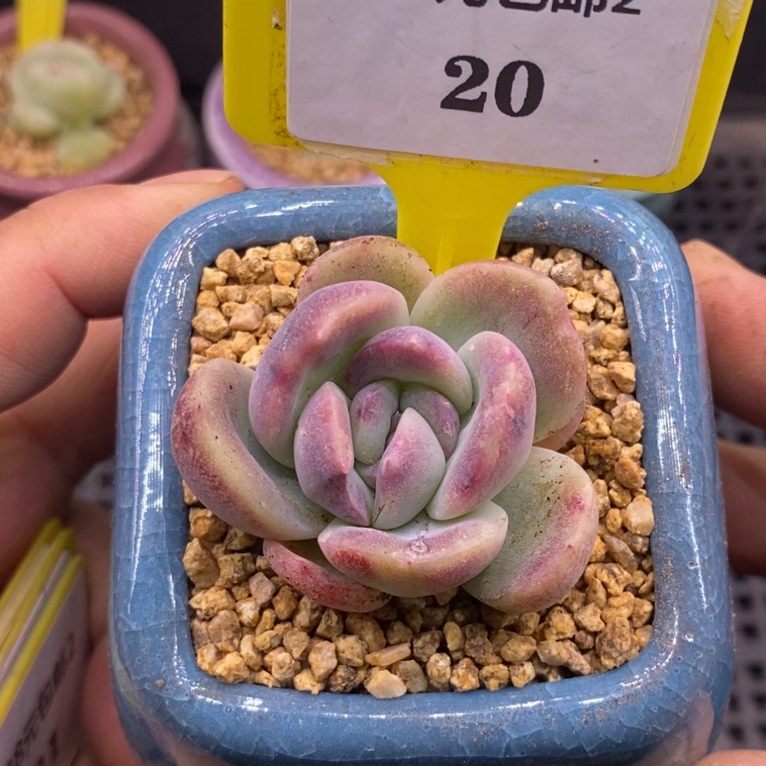 220蓝莓石化拉丝锦多肉