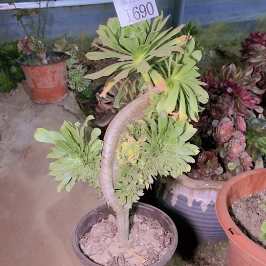 690绿法师多肉植物