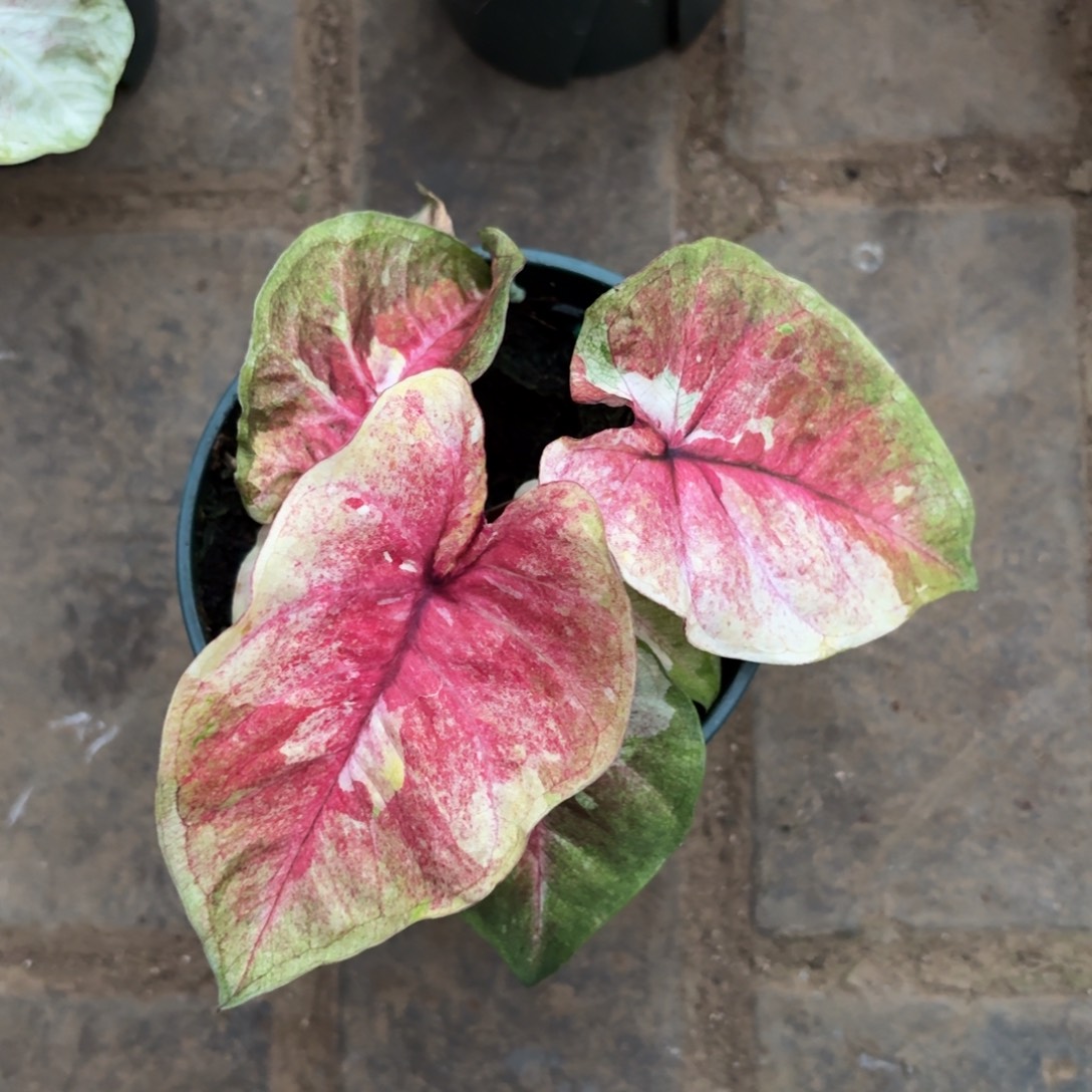 月亮光辉 泰国彩叶芋68-1203