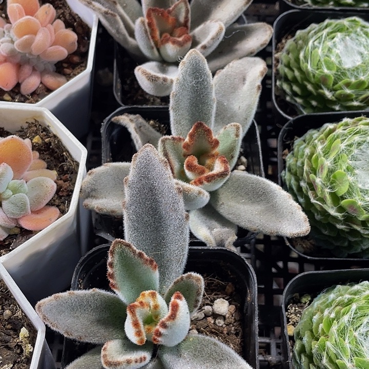 月兔2.8带盆土发货