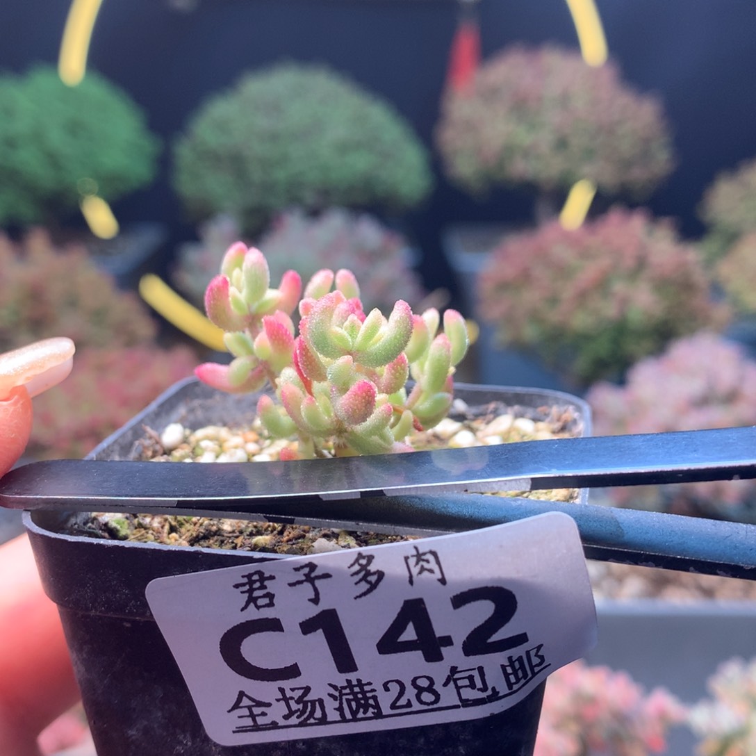 c142红宝石锦枝干番杏