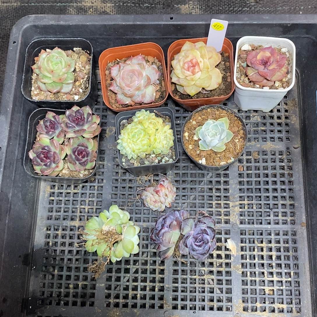 C***仔417一筐10颗多肉植物
