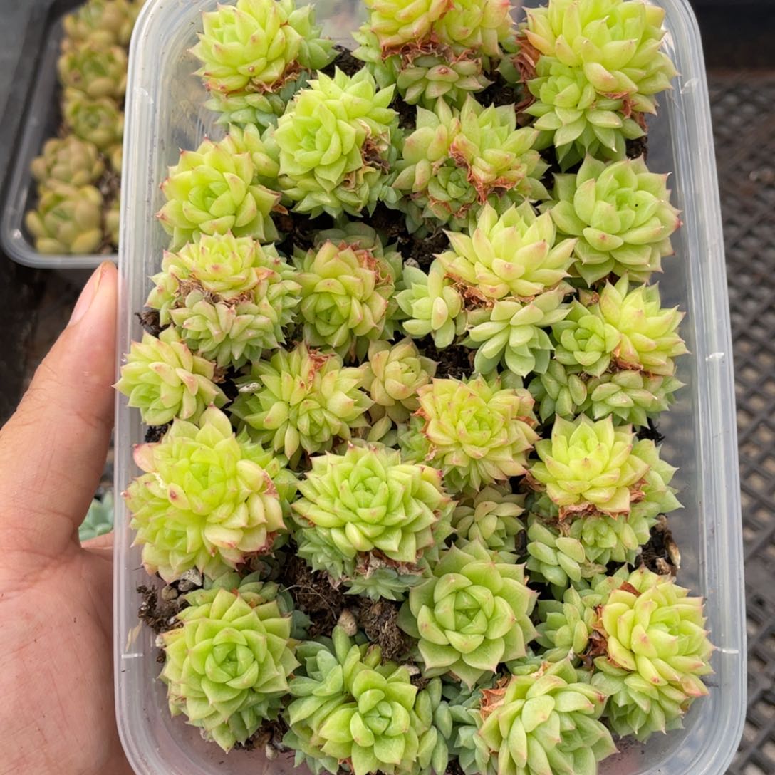 云糖心多肉植物632