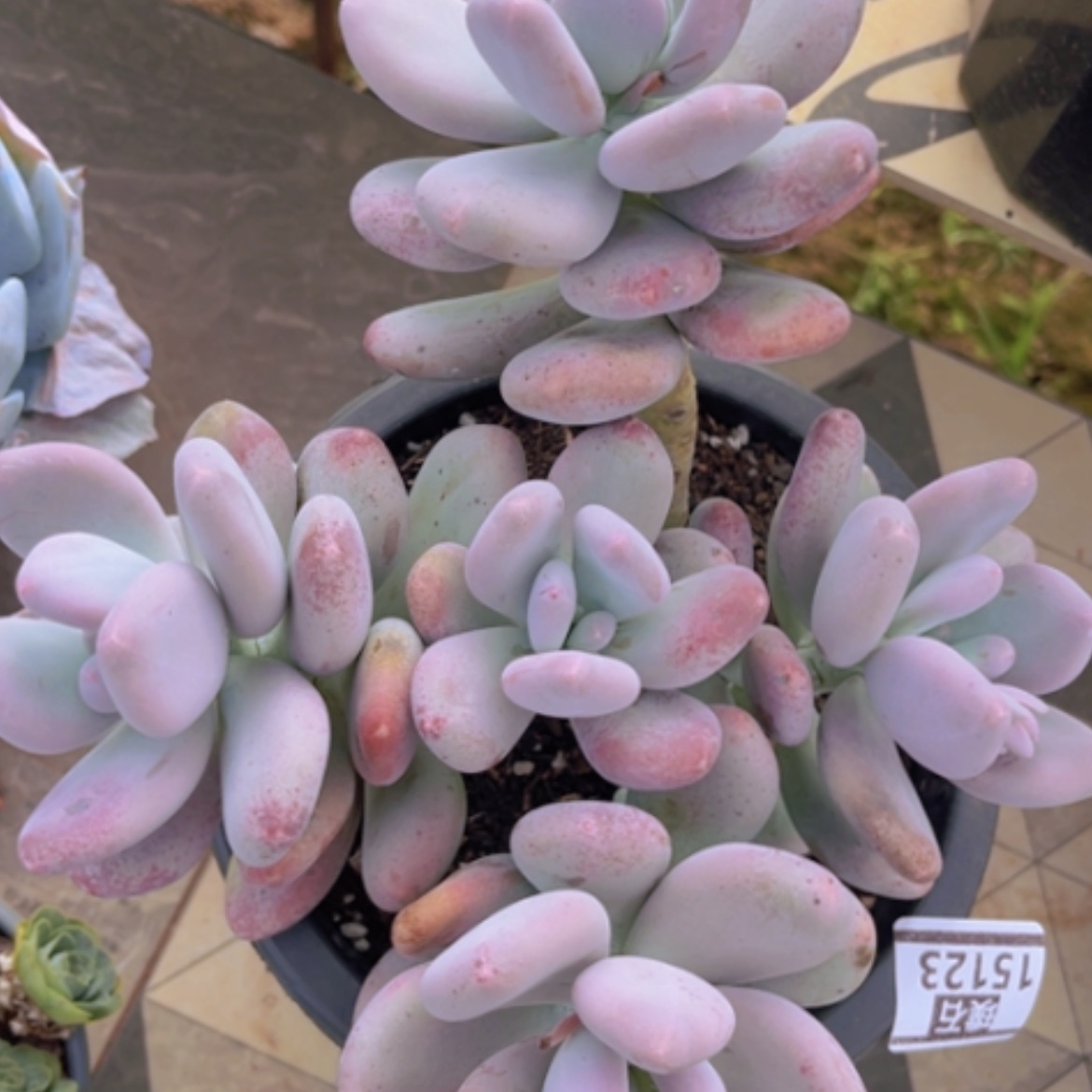 【闪购商品】大叶奶15123