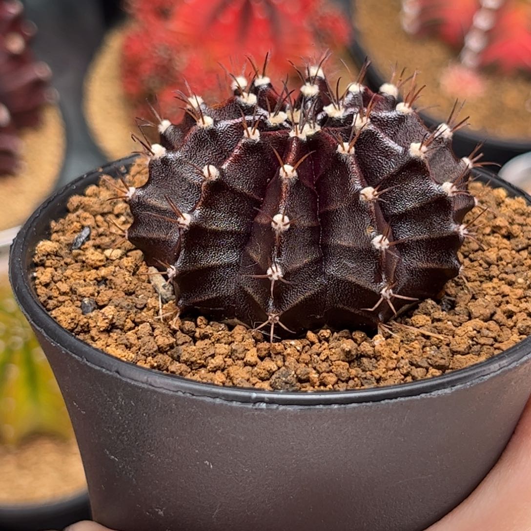 实生黑寡妇 米哈仙人球