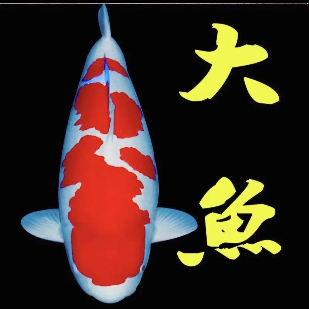 红白大正三色黄金白金黑金孔雀秋翠彩龙锦鲤活鱼观赏鱼