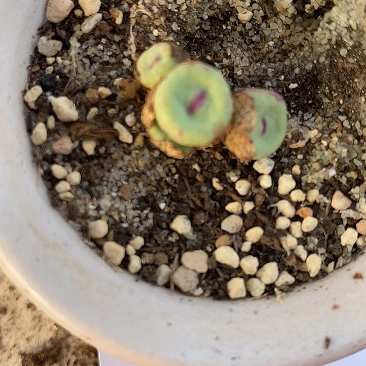 870小红嘴一颗。        