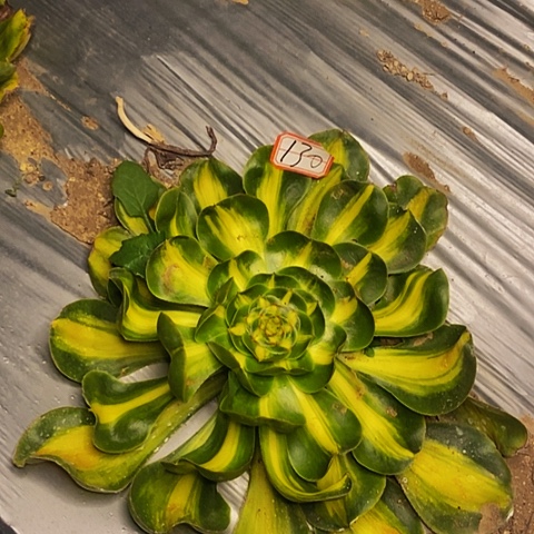 暴君法师法师130链接