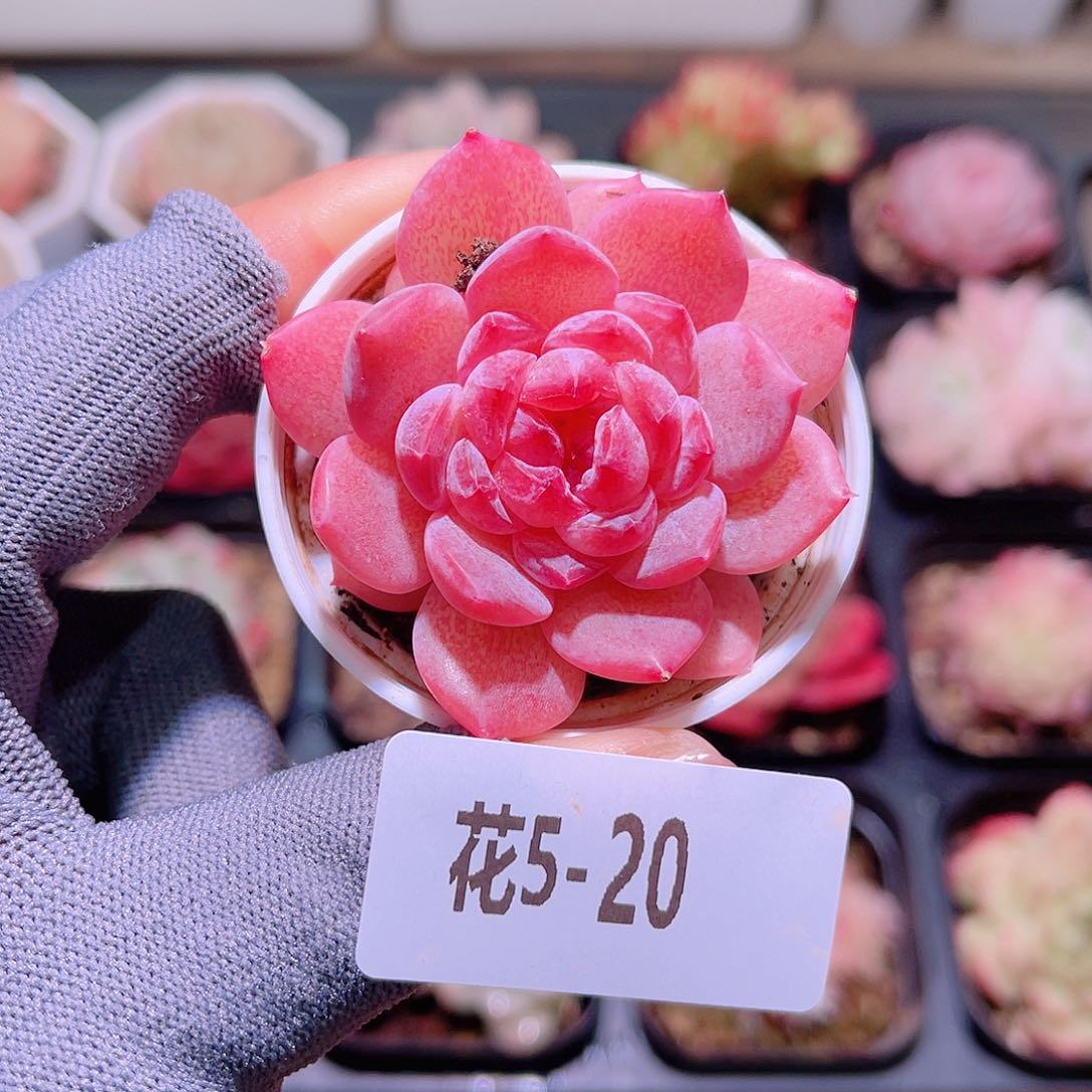 花05-20果汁单头