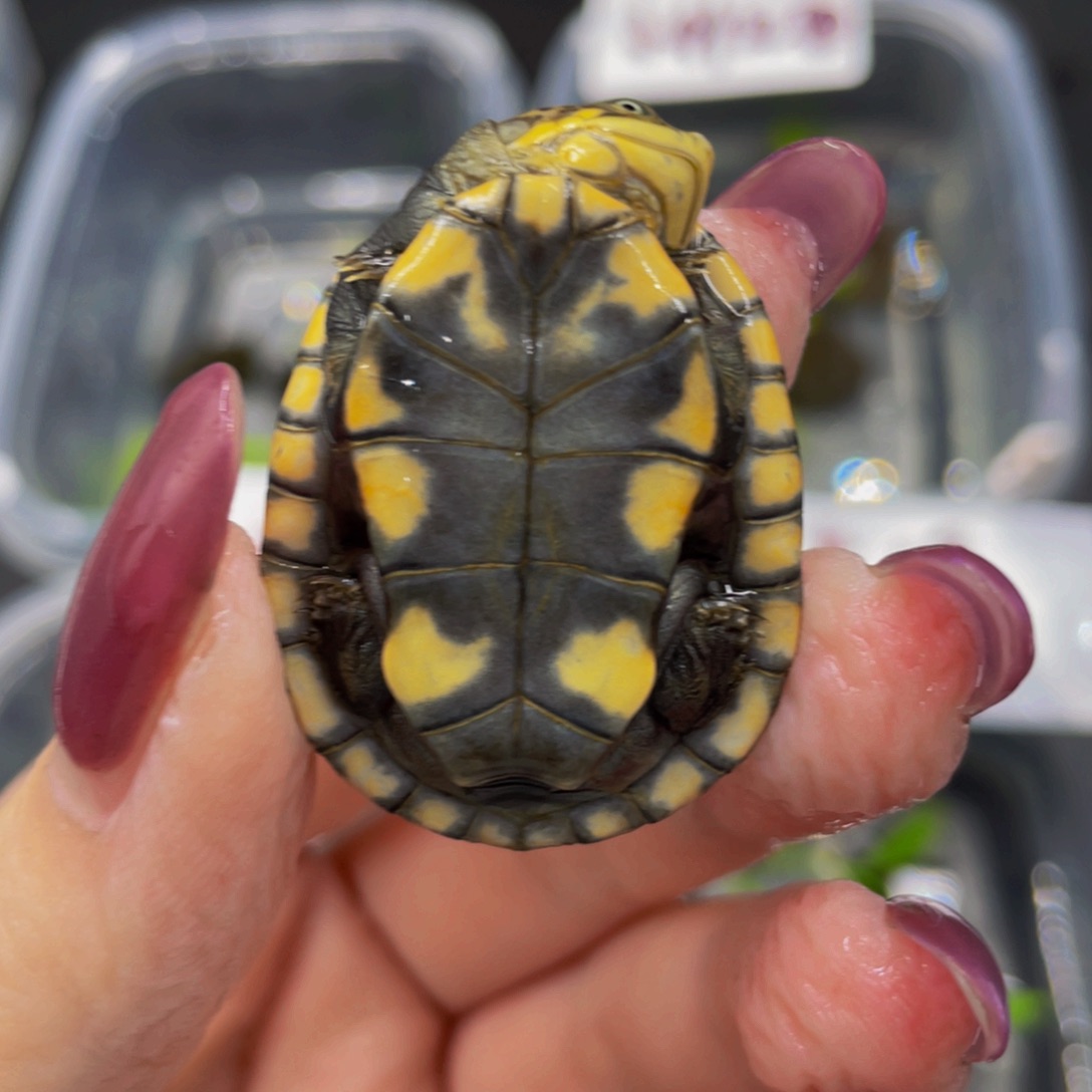 蛋龟母不分公母5667