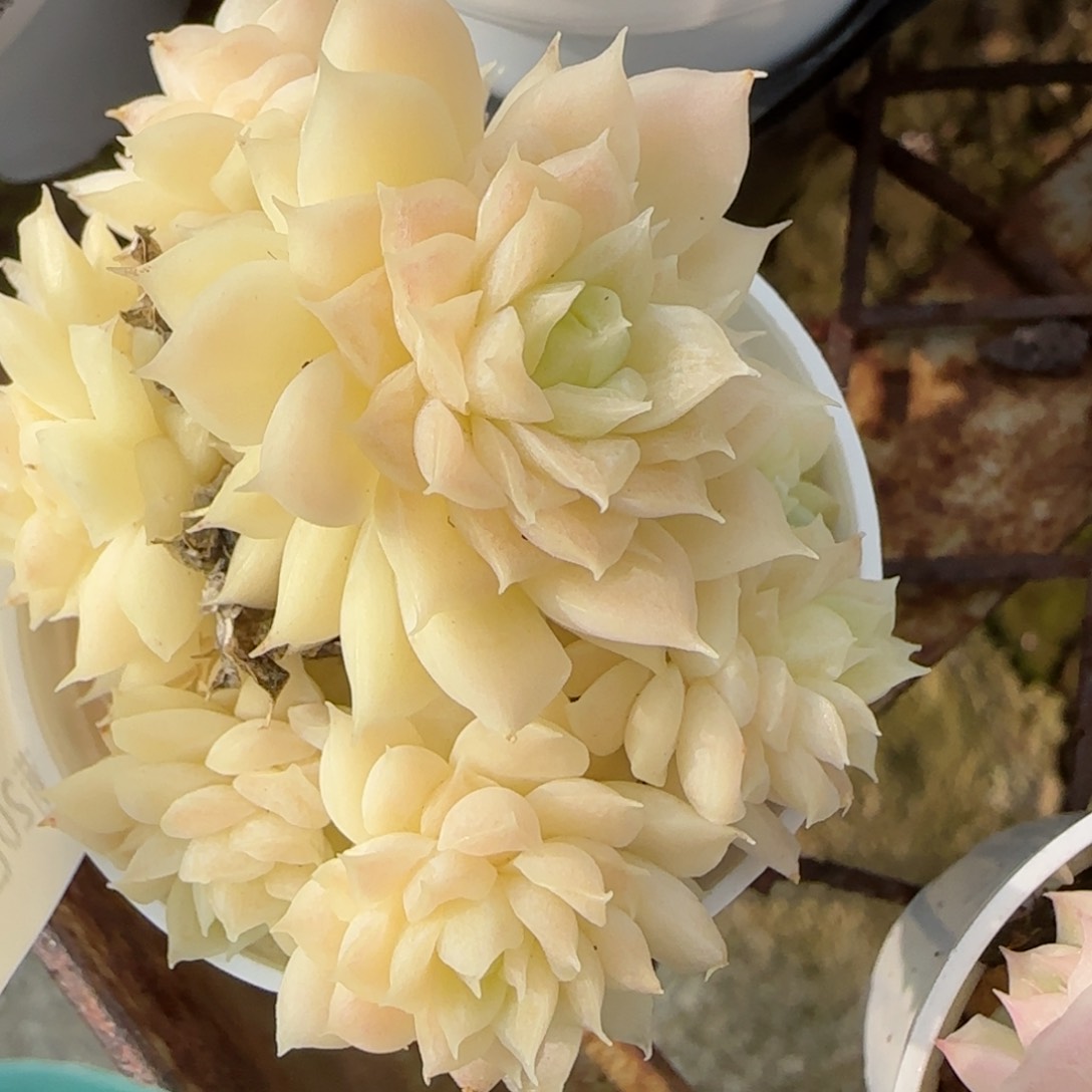 花语逸境0214-125散