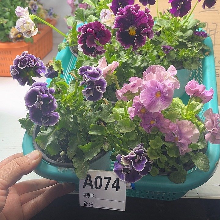 角堇清棚19.9米一筐