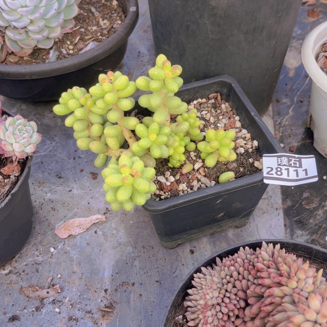 绿龟多肉植物281111