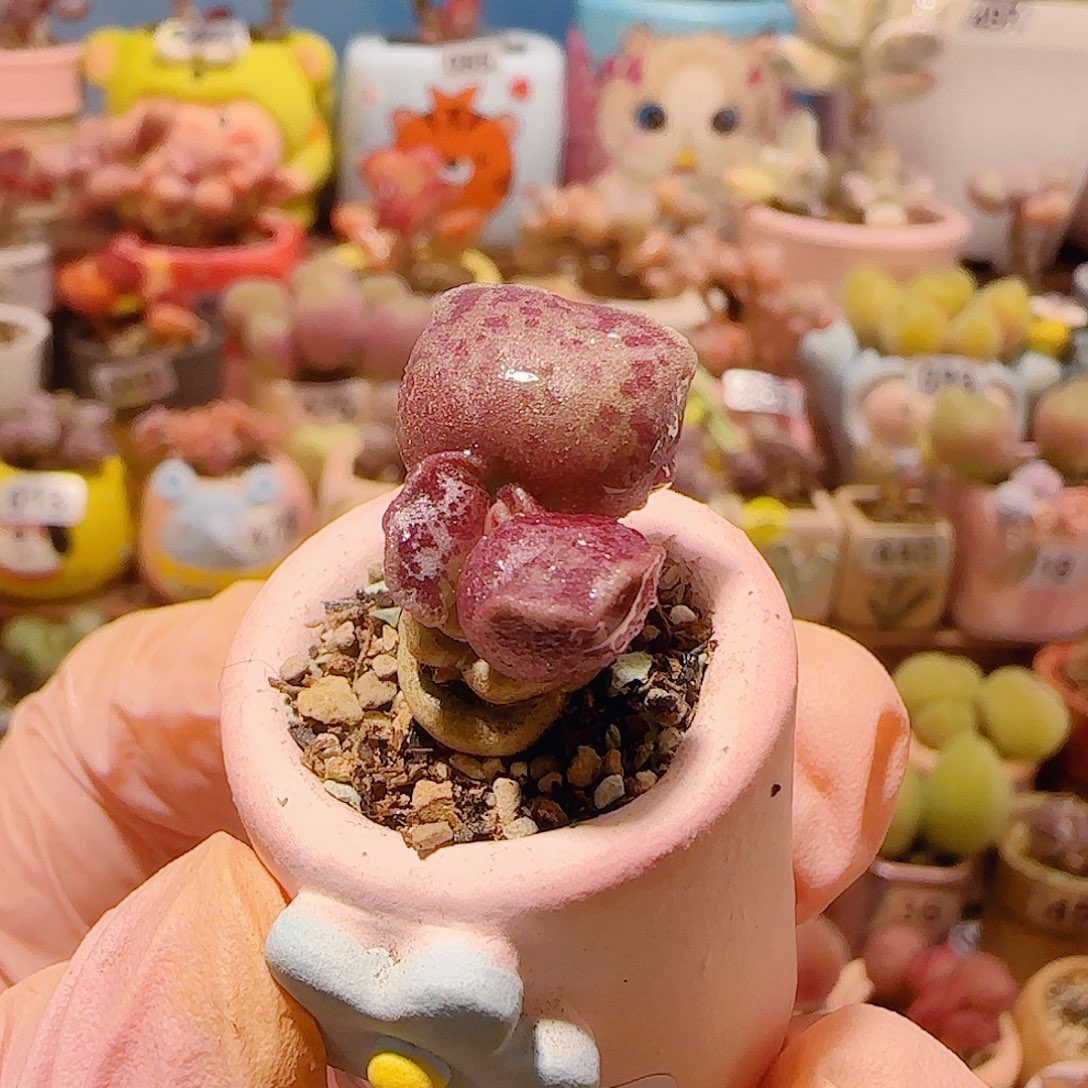 T猫耳海豹盆口2cm