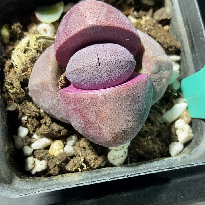 多肉植物元宝809多肉