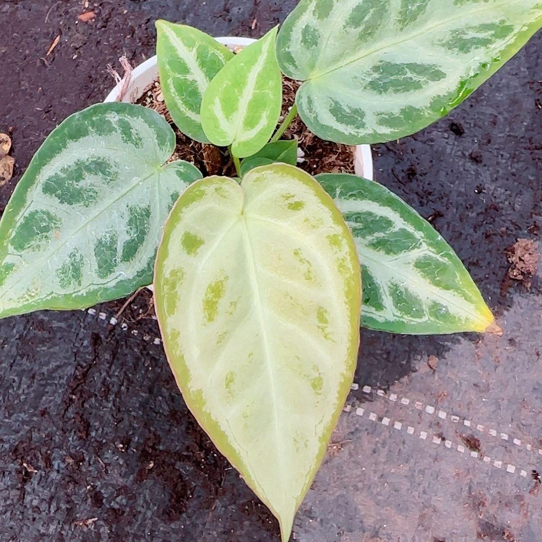 完全开放印尼银色腮红