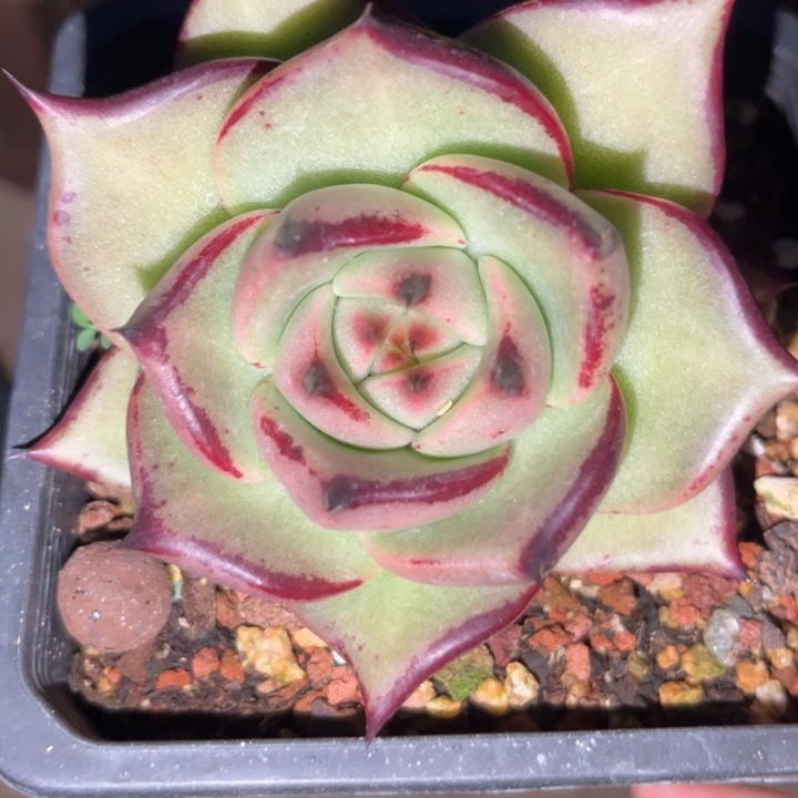 蔷薇特惠圆宽美乌11111111111111