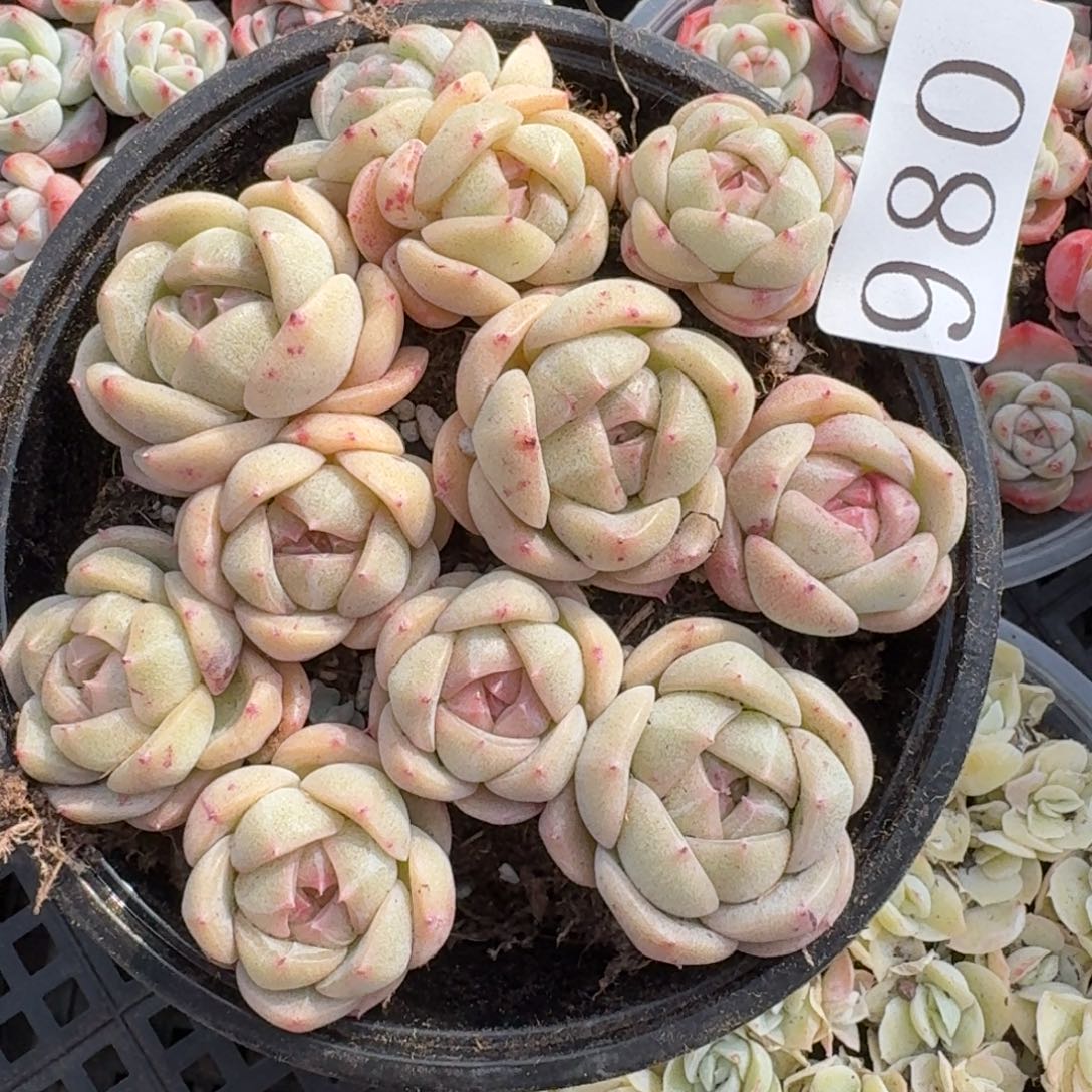 多肉植物多肉植物980