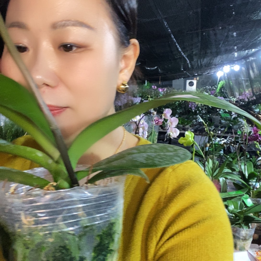 无花朵大白蝴蝶兰