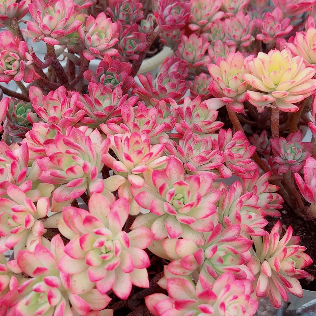 七彩云南叮当锦多头