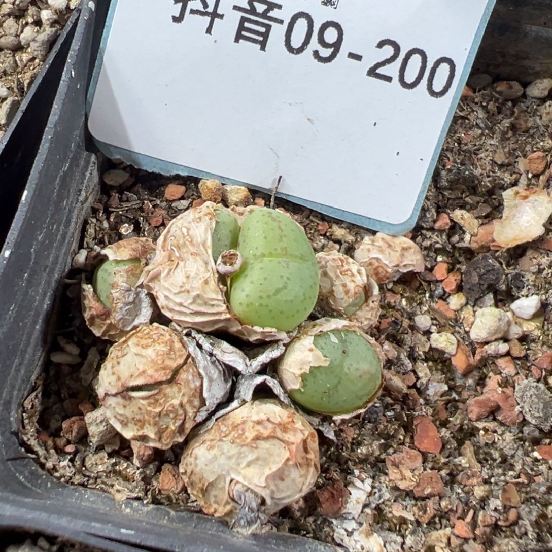 9-200肉锥多肉植物，
