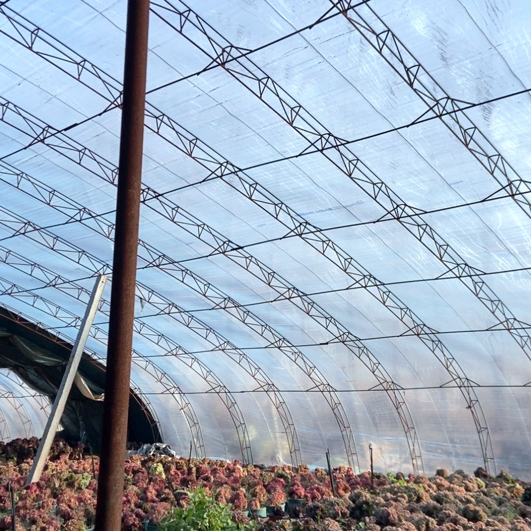 努***福寄养发货寄养发货