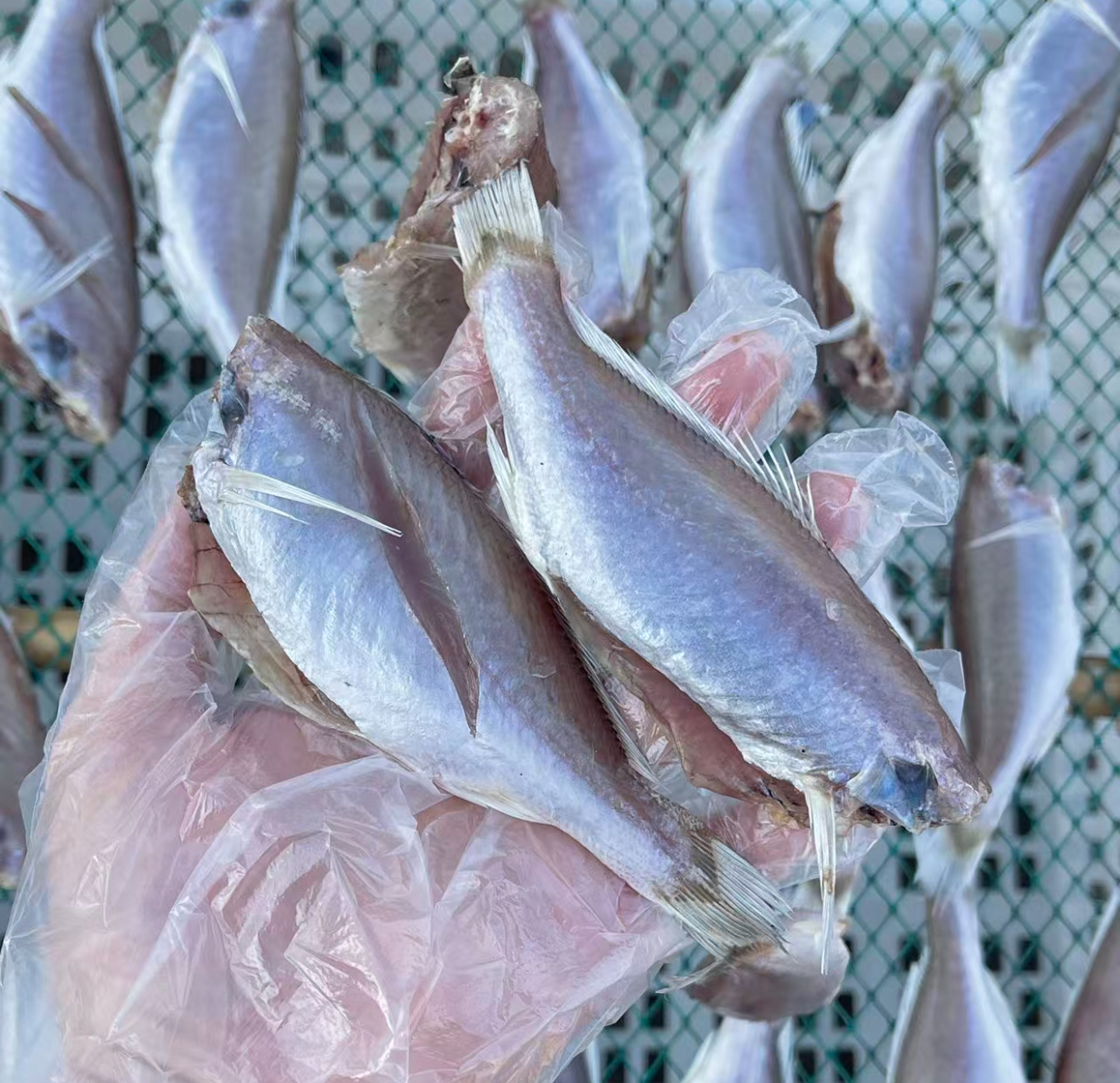 鲜晒划仔鱼三成干刚好够味