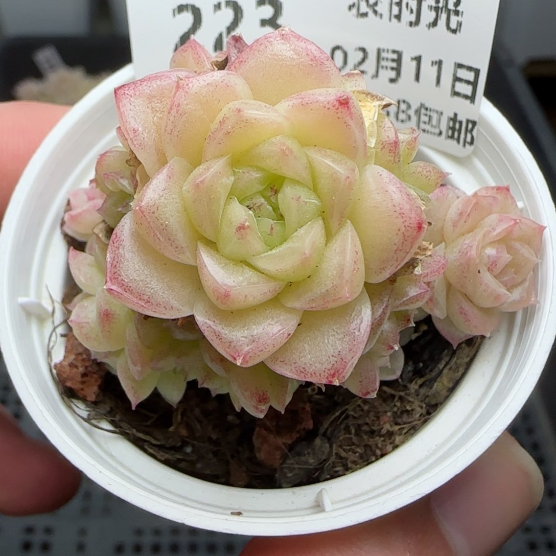 0211-223珠光麦秆