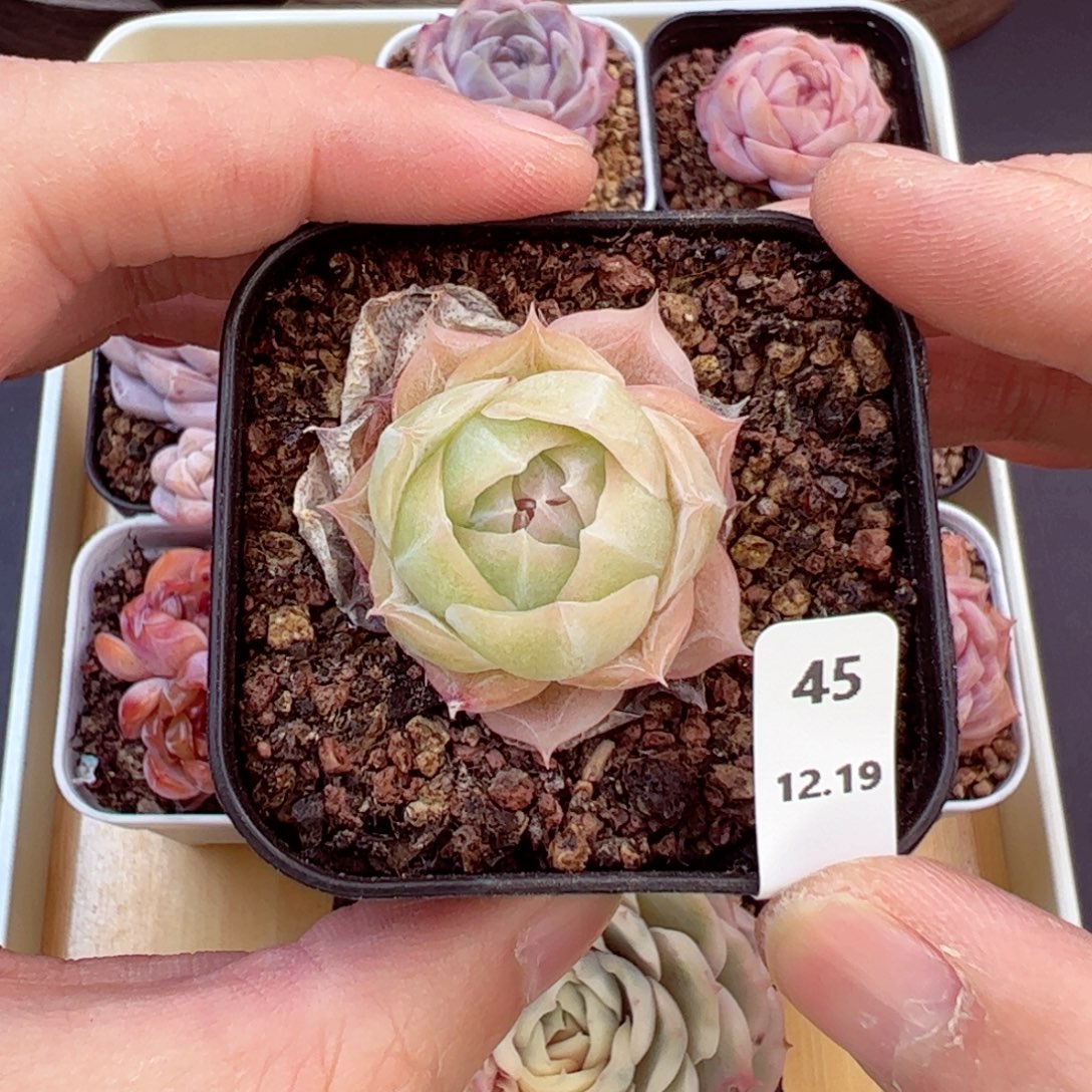 好好看45、哈哈哈哈