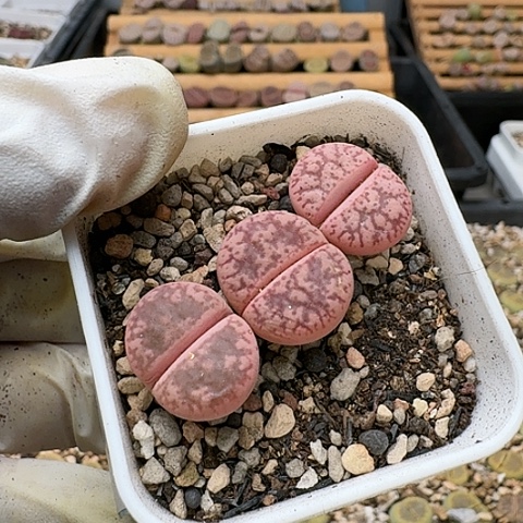 3541，源氏玉带锦组合脱土发货