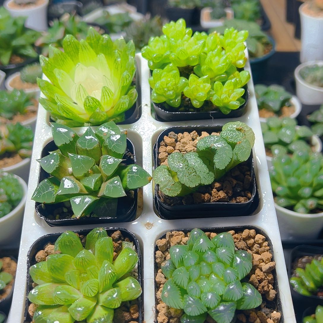 新人套餐玉露多肉6颗